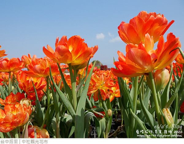 中社觀光花市-51.jpg 中社觀光花市-51.jpg