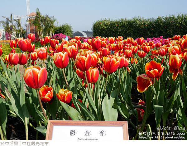 中社觀光花市-24.jpg 中社觀光花市-24.jpg