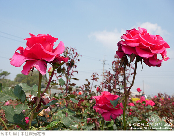 中社觀光花市-71.jpg 中社觀光花市-71.jpg