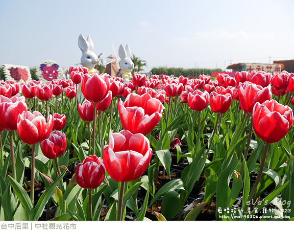 中社觀光花市-39.jpg 中社觀光花市-39.jpg