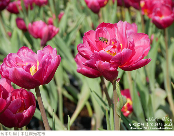 中社觀光花市-42.jpg 中社觀光花市-42.jpg