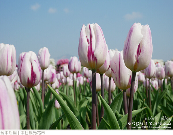 中社觀光花市-48.jpg 中社觀光花市-48.jpg