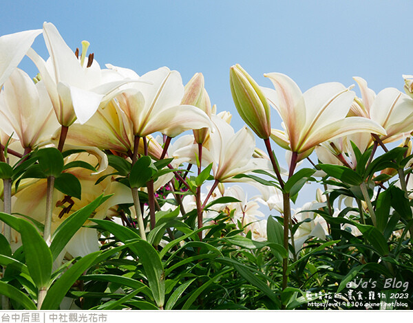 中社觀光花市-58.jpg 中社觀光花市-58.jpg