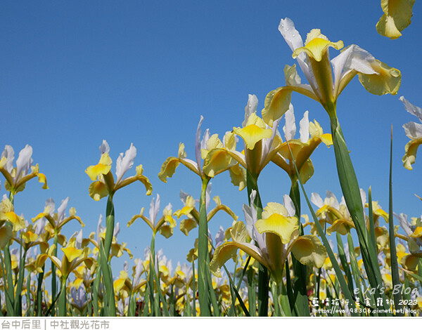 中社觀光花市-54.jpg 中社觀光花市-54.jpg