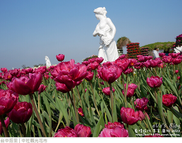中社觀光花市-41.jpg 中社觀光花市-41.jpg