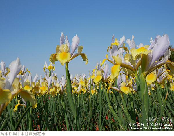 中社觀光花市-53.jpg 中社觀光花市-53.jpg