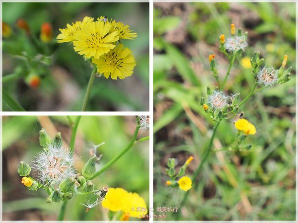 高雄一日農夫體驗趣_農村知識王