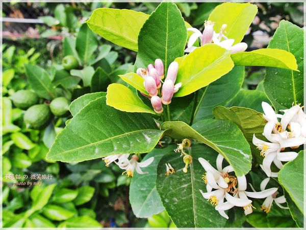 高雄一日農夫體驗趣_農村知識王