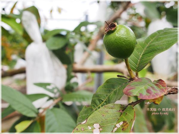 高雄一日農夫體驗趣_農村知識王