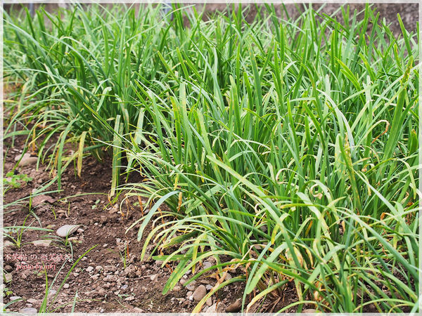 高雄一日農夫體驗趣_農村知識王