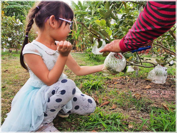 高雄一日農夫體驗趣_農村知識王