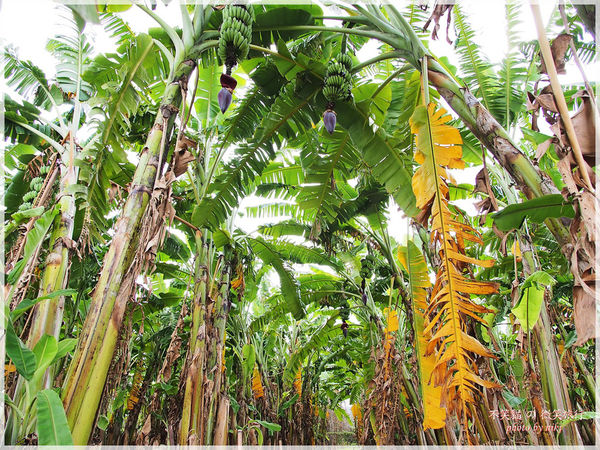 高雄一日農夫體驗趣_農村知識王
