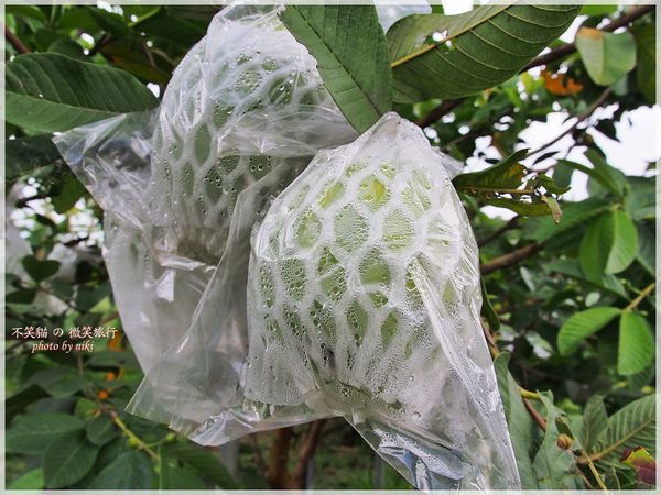 高雄一日農夫體驗趣_農村知識王