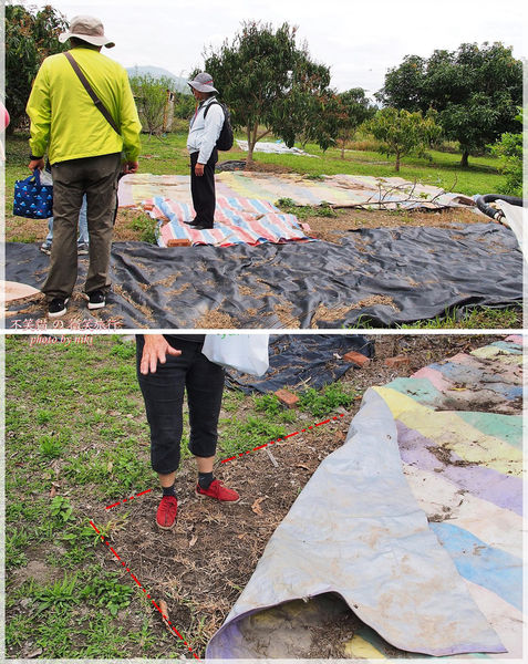 高雄一日農夫體驗趣_農村知識王