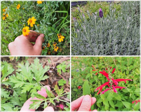 高雄一日農夫體驗趣_農村知識王