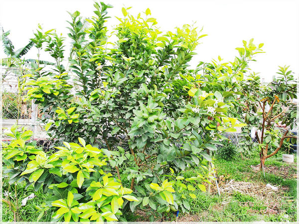 高雄一日農夫體驗趣_農村知識王