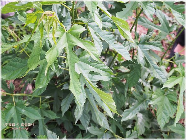 高雄一日農夫體驗趣_農村知識王