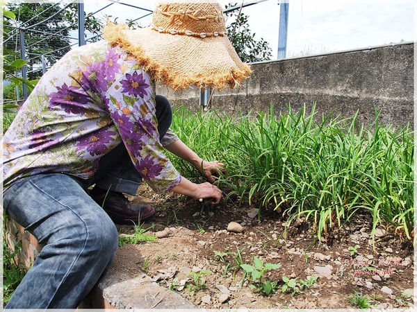 高雄一日農夫體驗趣_農村知識王