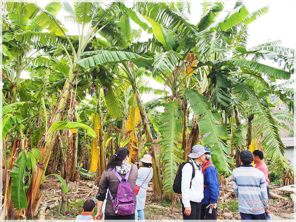 高雄一日農夫體驗趣_農村知識王