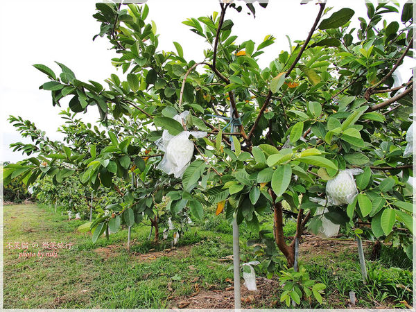 高雄一日農夫體驗趣_農村知識王