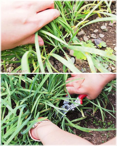 高雄一日農夫體驗趣_農村知識王