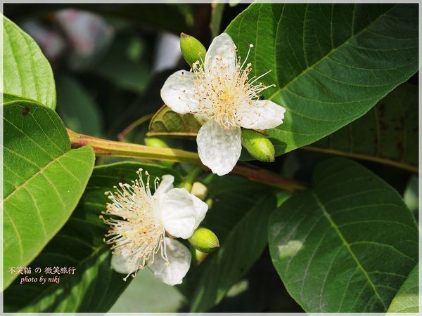 高雄一日農夫體驗趣_農村知識王