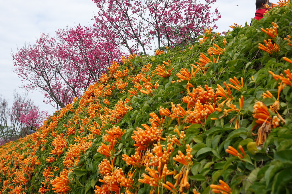 20180219_銅鑼炮仗花步道 (12)