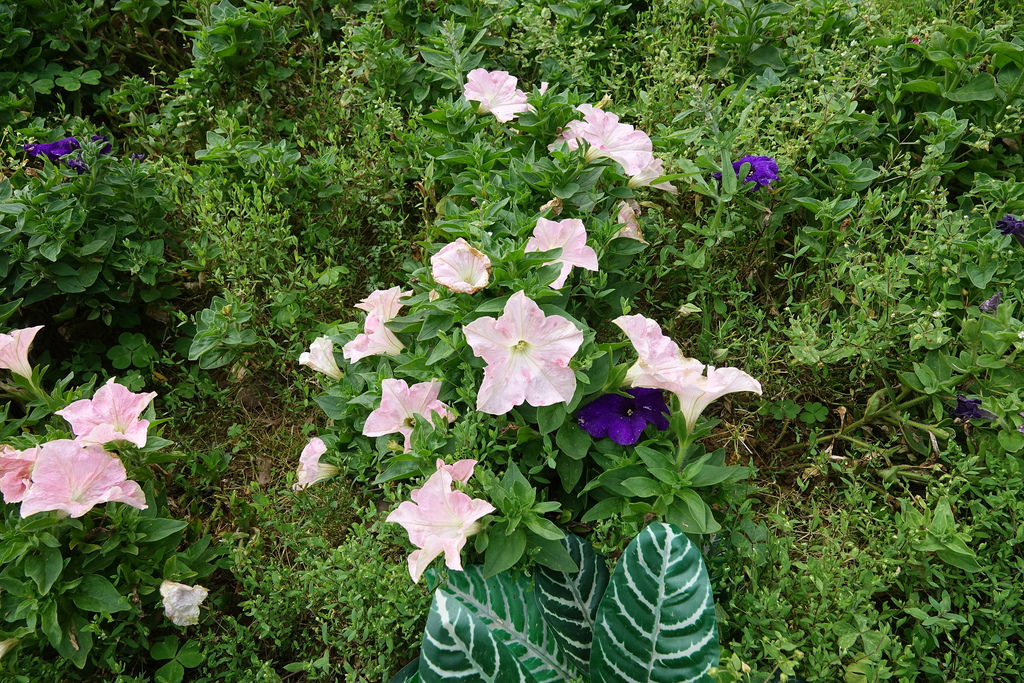 20180220_苗栗貓貍影城 (104)