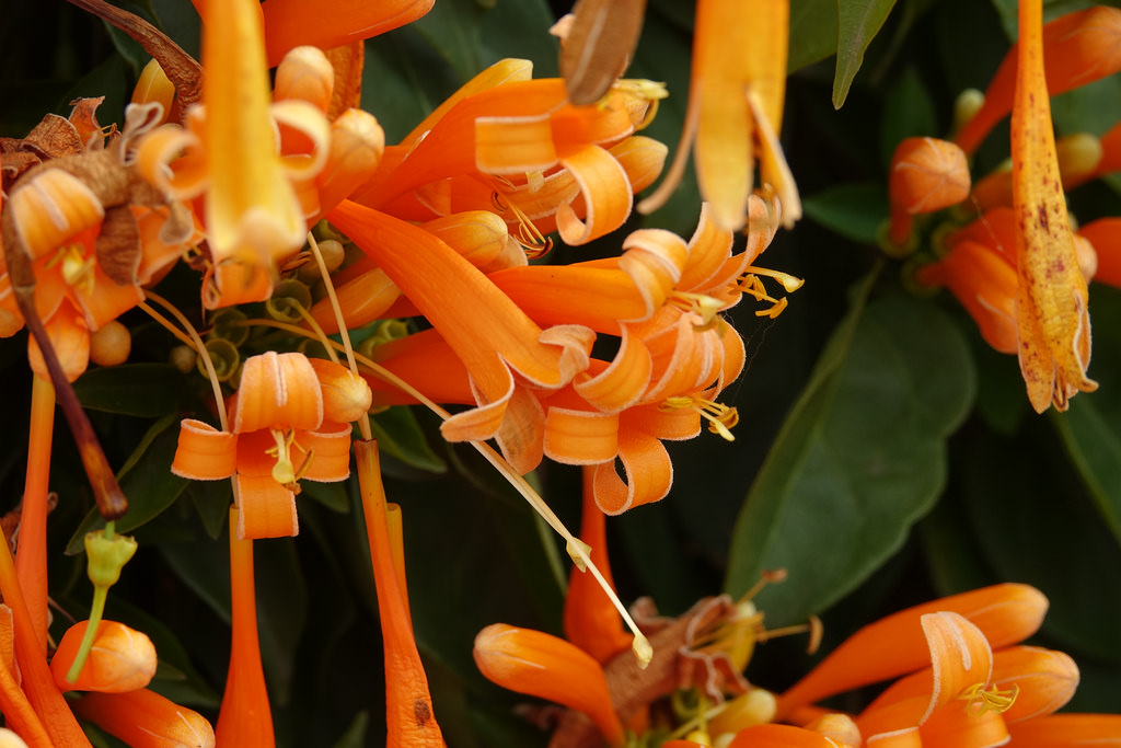 20180219_銅鑼炮仗花步道 (18)