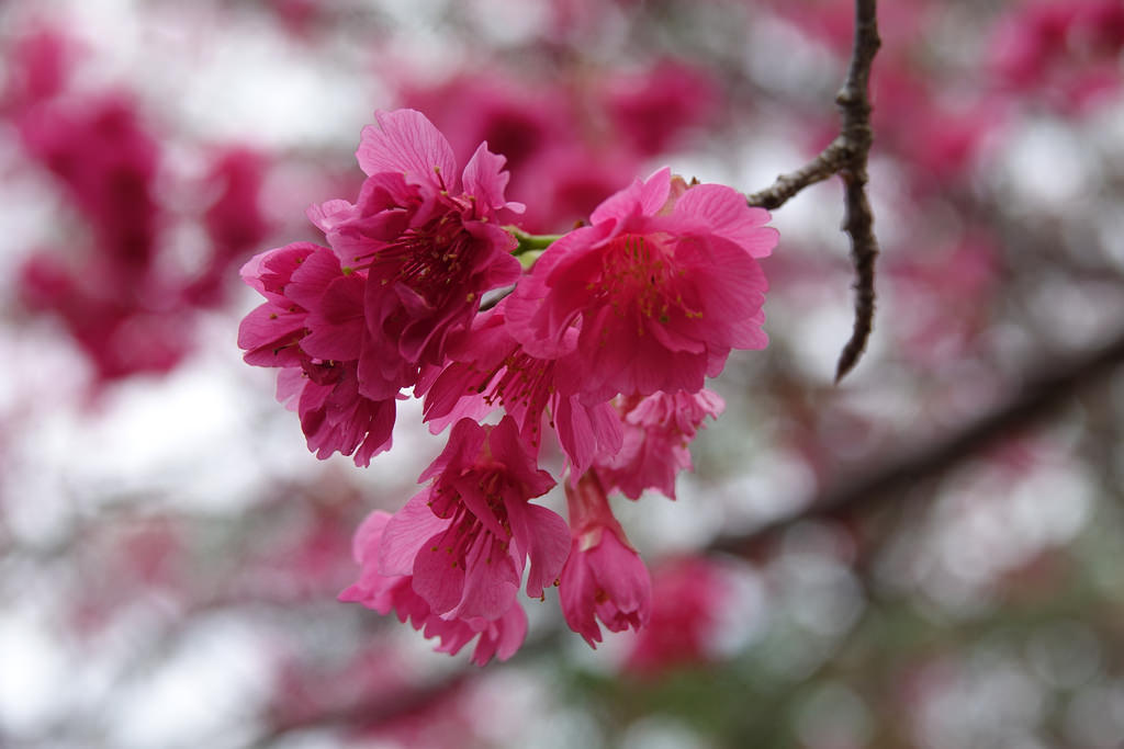 20180219_銅鑼炮仗花步道 (33)