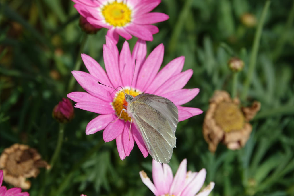 20180220_苗栗貓貍影城 (40)