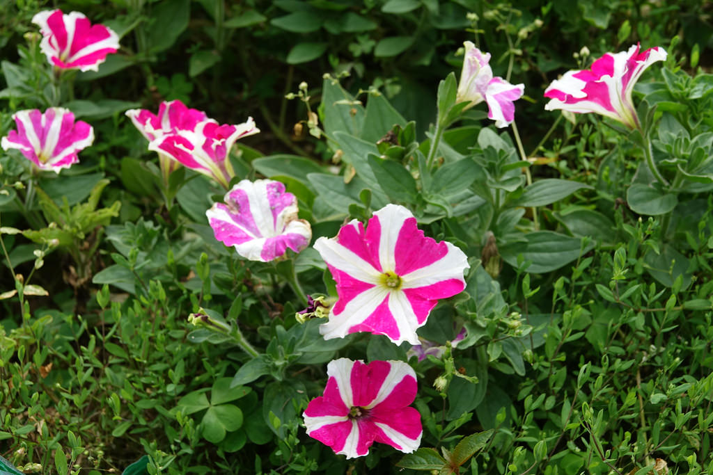 20180220_苗栗貓貍影城 (105)