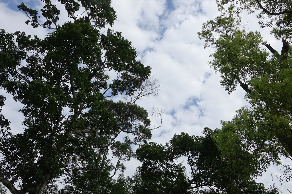 20180220_苗栗貓貍影城 (95)