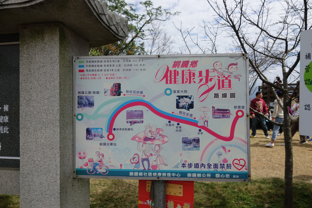 20180219_銅鑼炮仗花步道 (41)