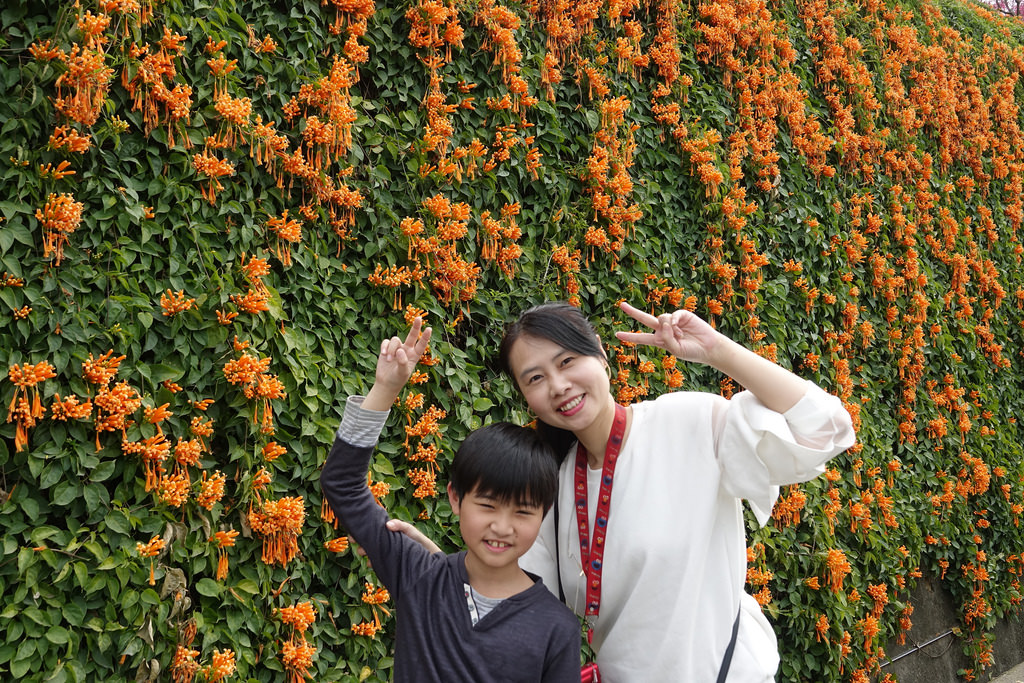 20180219_銅鑼炮仗花步道 (1)