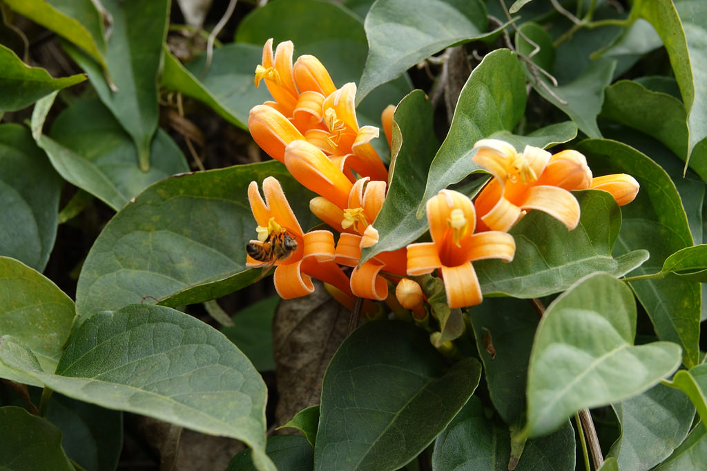 20180219_銅鑼炮仗花步道 (16)