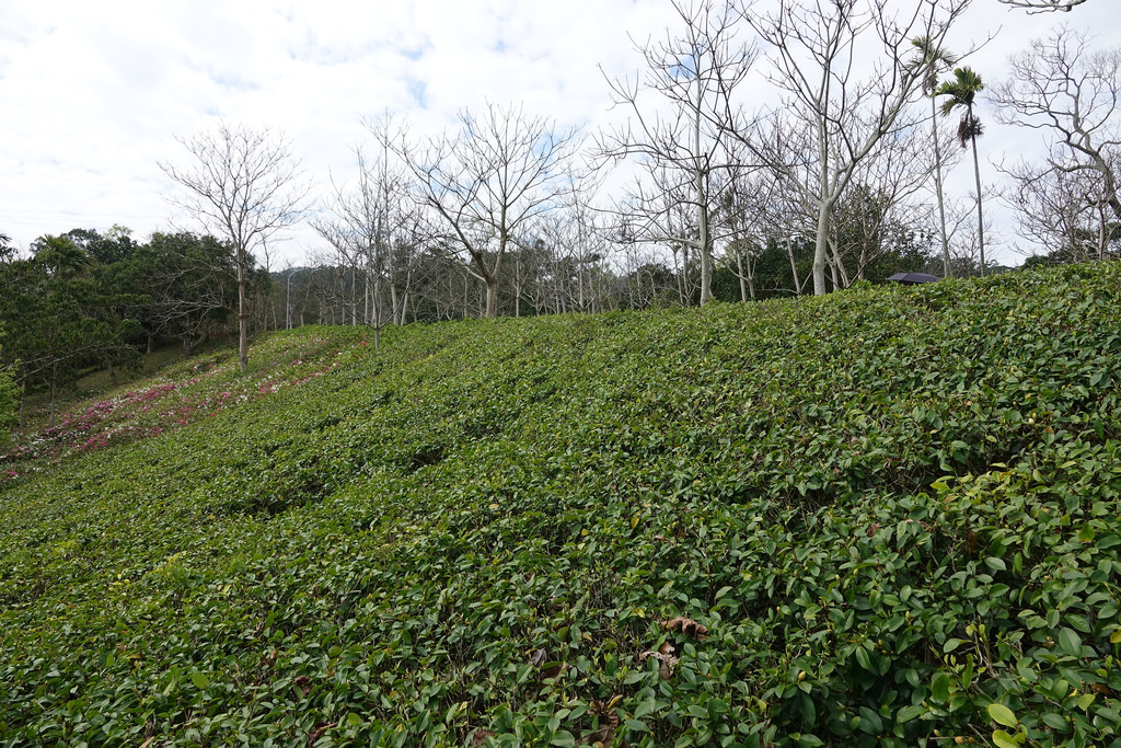 20180220_苗栗貓貍影城 (108)