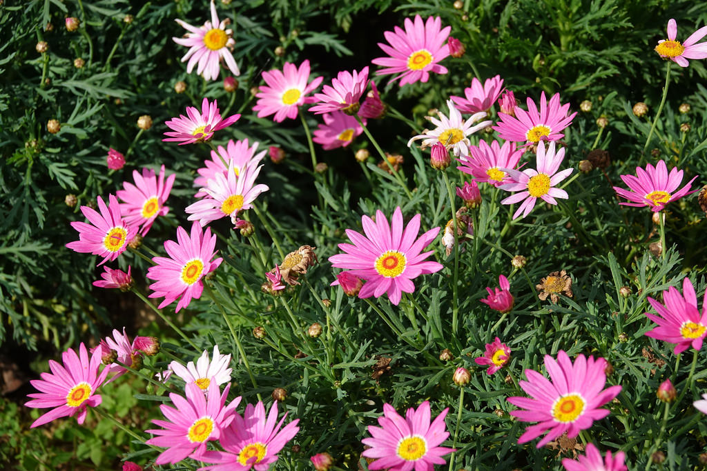 20180220_苗栗貓貍影城 (38)