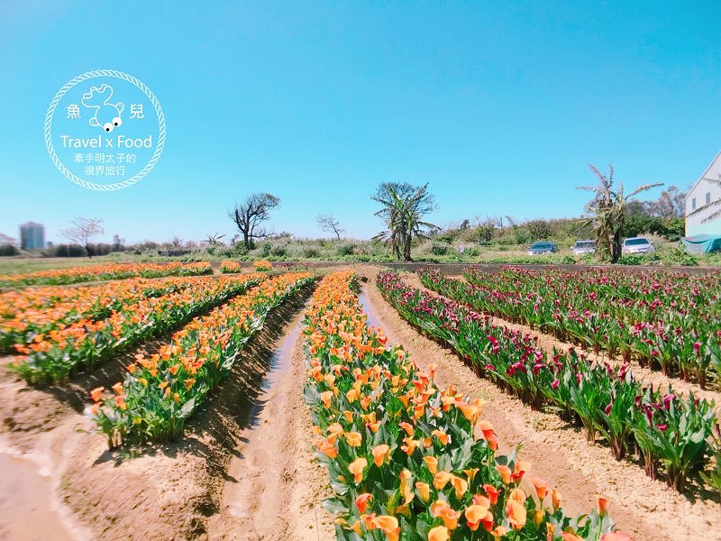 【遊】與你相芋｜2018 桃園彩色海芋季 @魚兒 x 牽手明太子的「視」界旅行