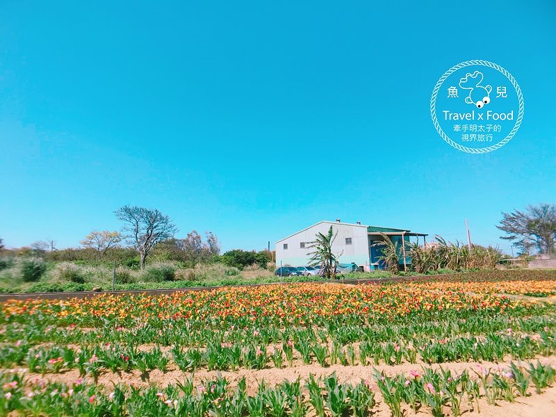 【遊】與你相芋｜2018 桃園彩色海芋季 @魚兒 x 牽手明太子的「視」界旅行