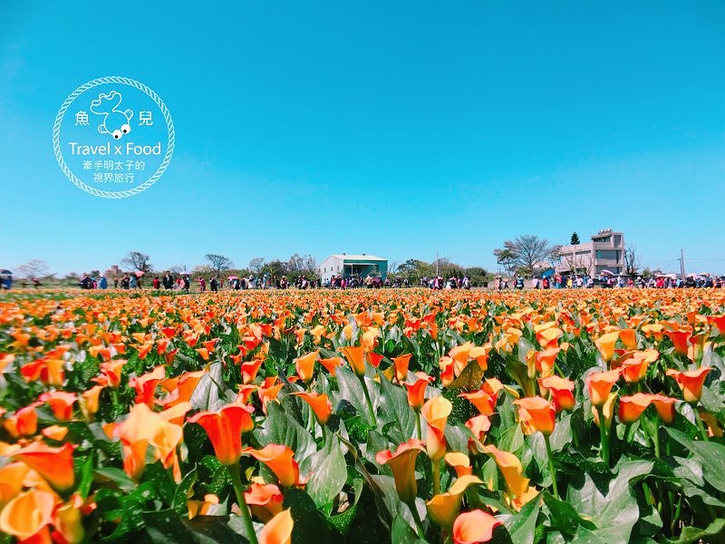 【遊】與你相芋｜2018 桃園彩色海芋季 @魚兒 x 牽手明太子的「視」界旅行