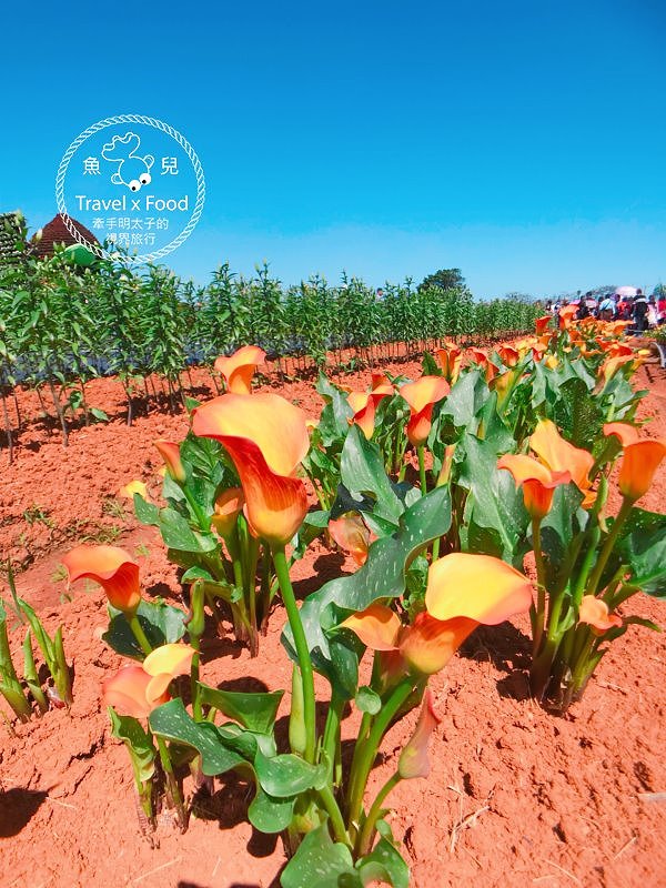 【遊】與你相芋｜2018 桃園彩色海芋季 @魚兒 x 牽手明太子的「視」界旅行