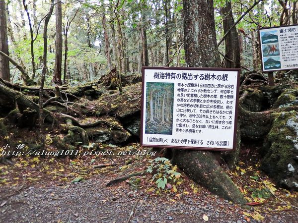 富岳風穴 (22).jpg