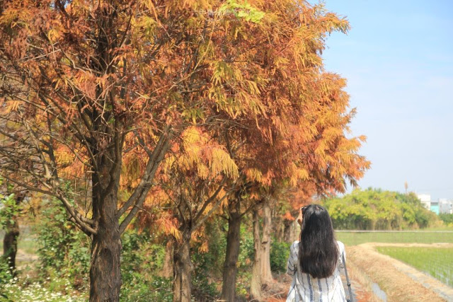 菁埔埤落羽松-11