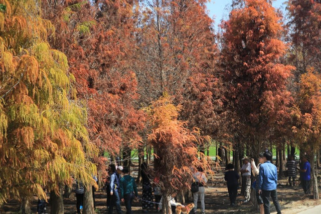 菁埔埤落羽松-12