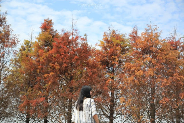 菁埔埤落羽松-17