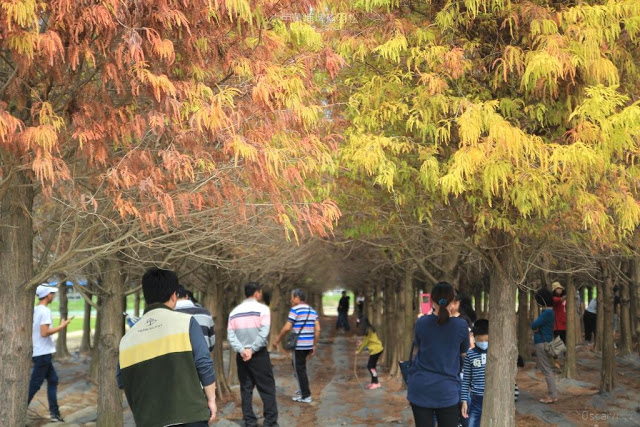 菁埔埤落羽松-16