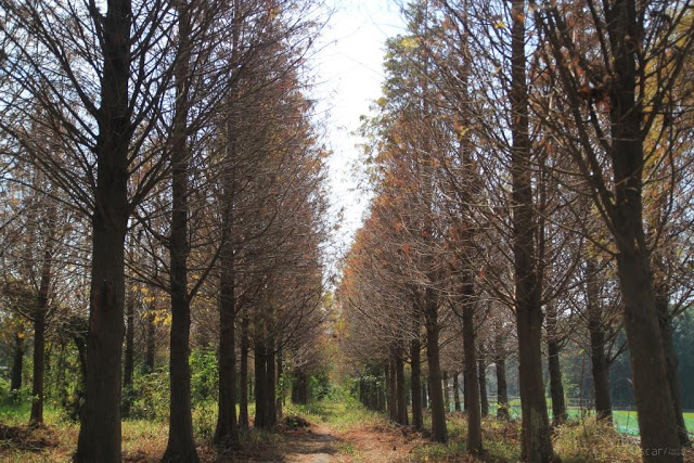 菁埔埤落羽松-5