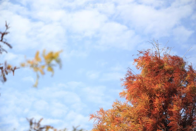 菁埔埤落羽松-8