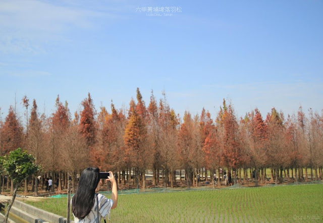 菁埔埤落羽松-10